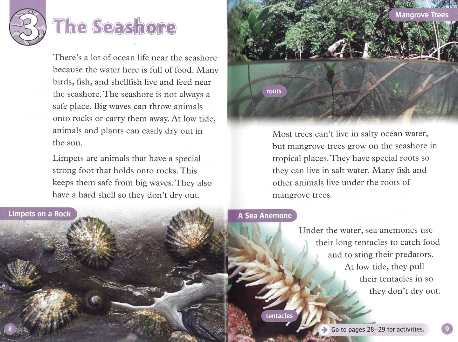 The Seashore