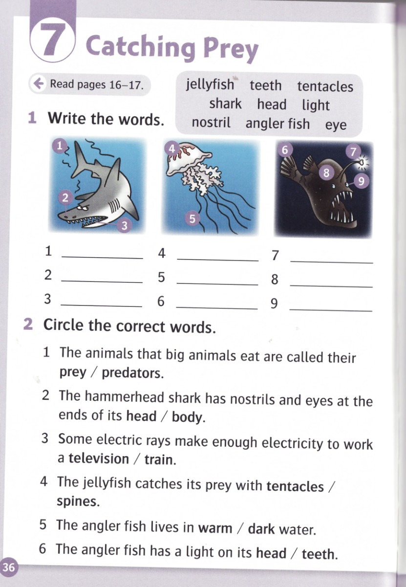 Write the words for the numbered pictures.