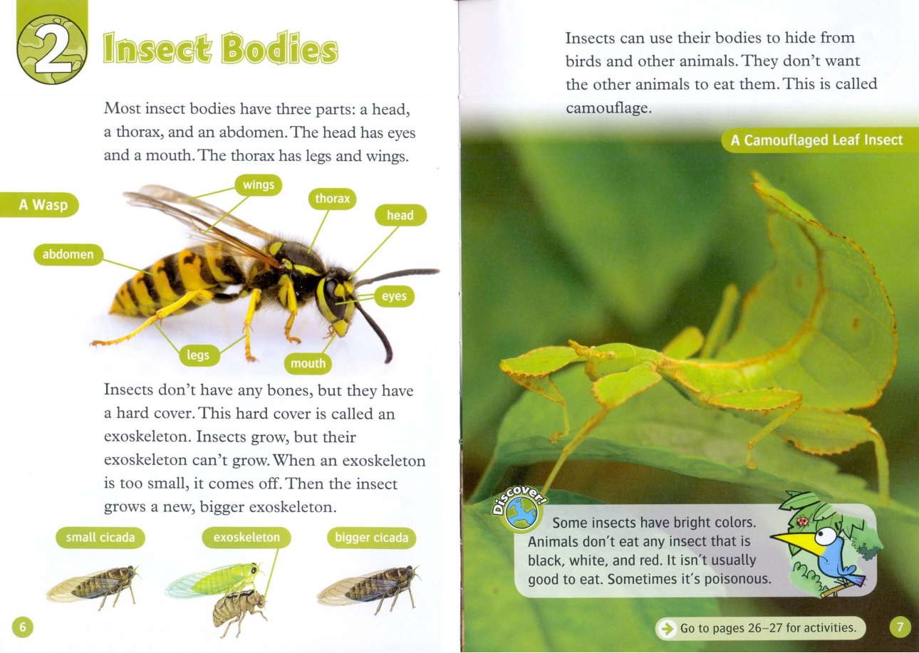 Insect Bodies