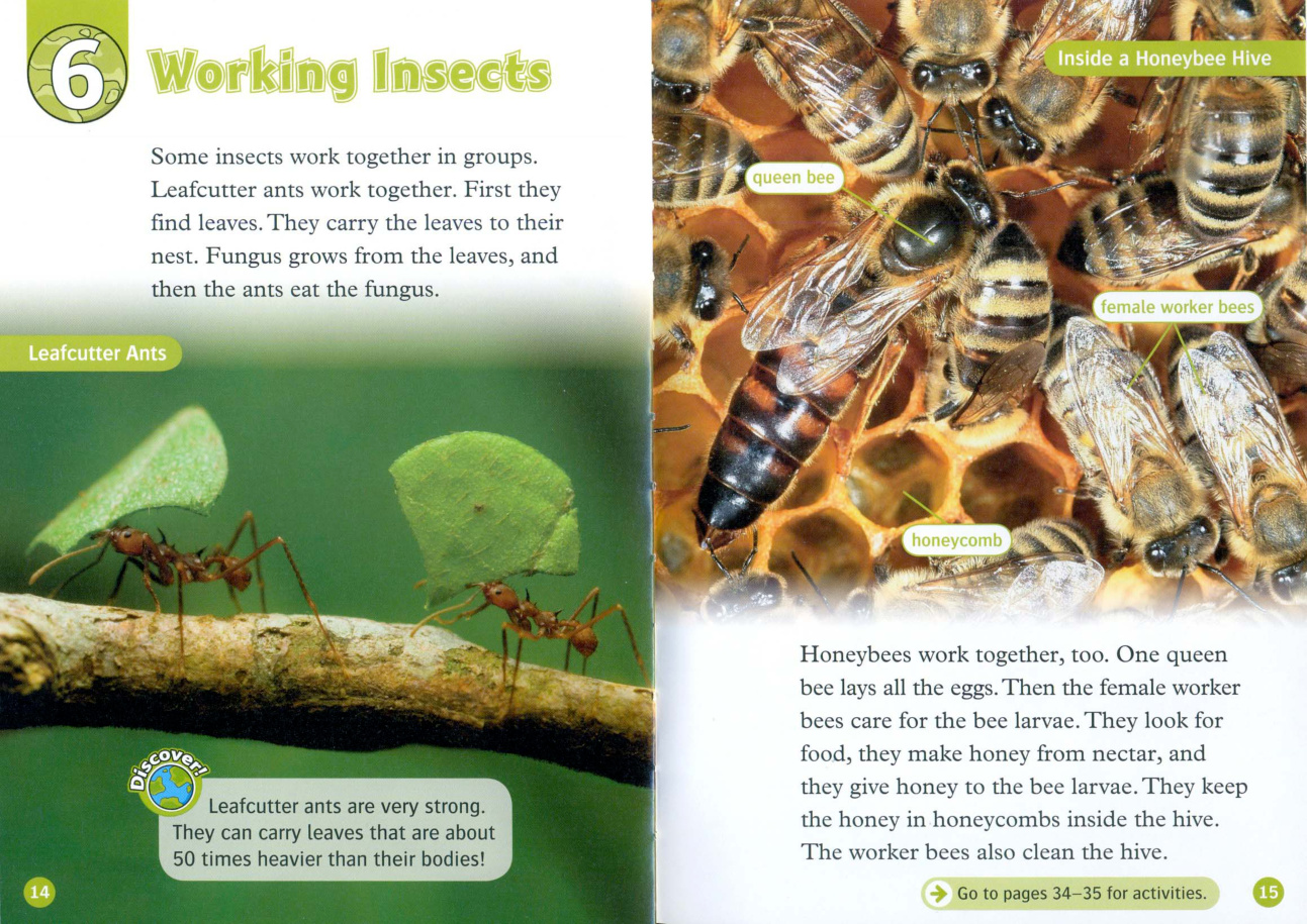 Working Insects