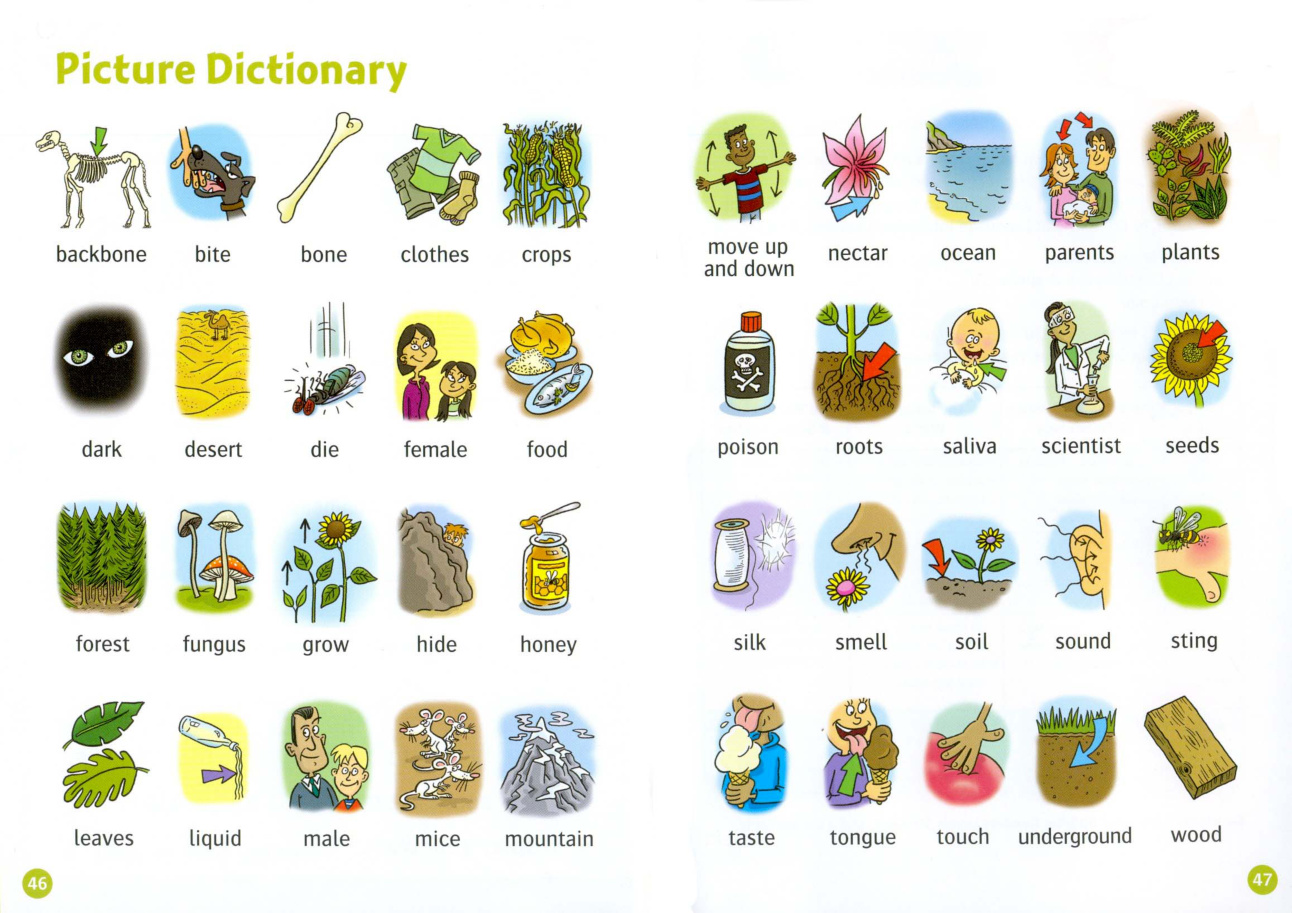 Picture Dictionary
