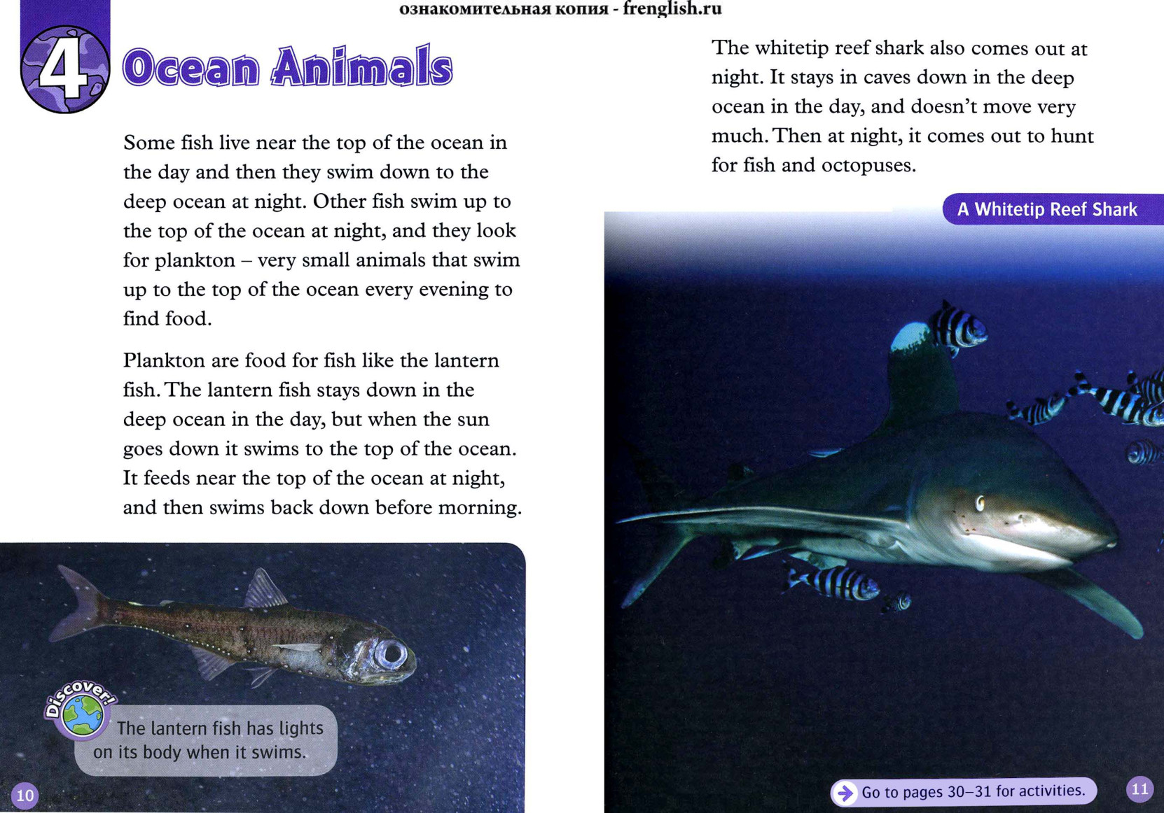 Ocean Animals