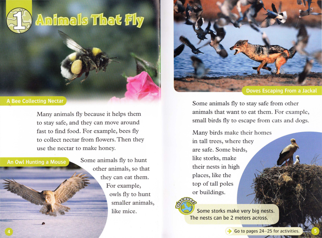 Animals That Fly