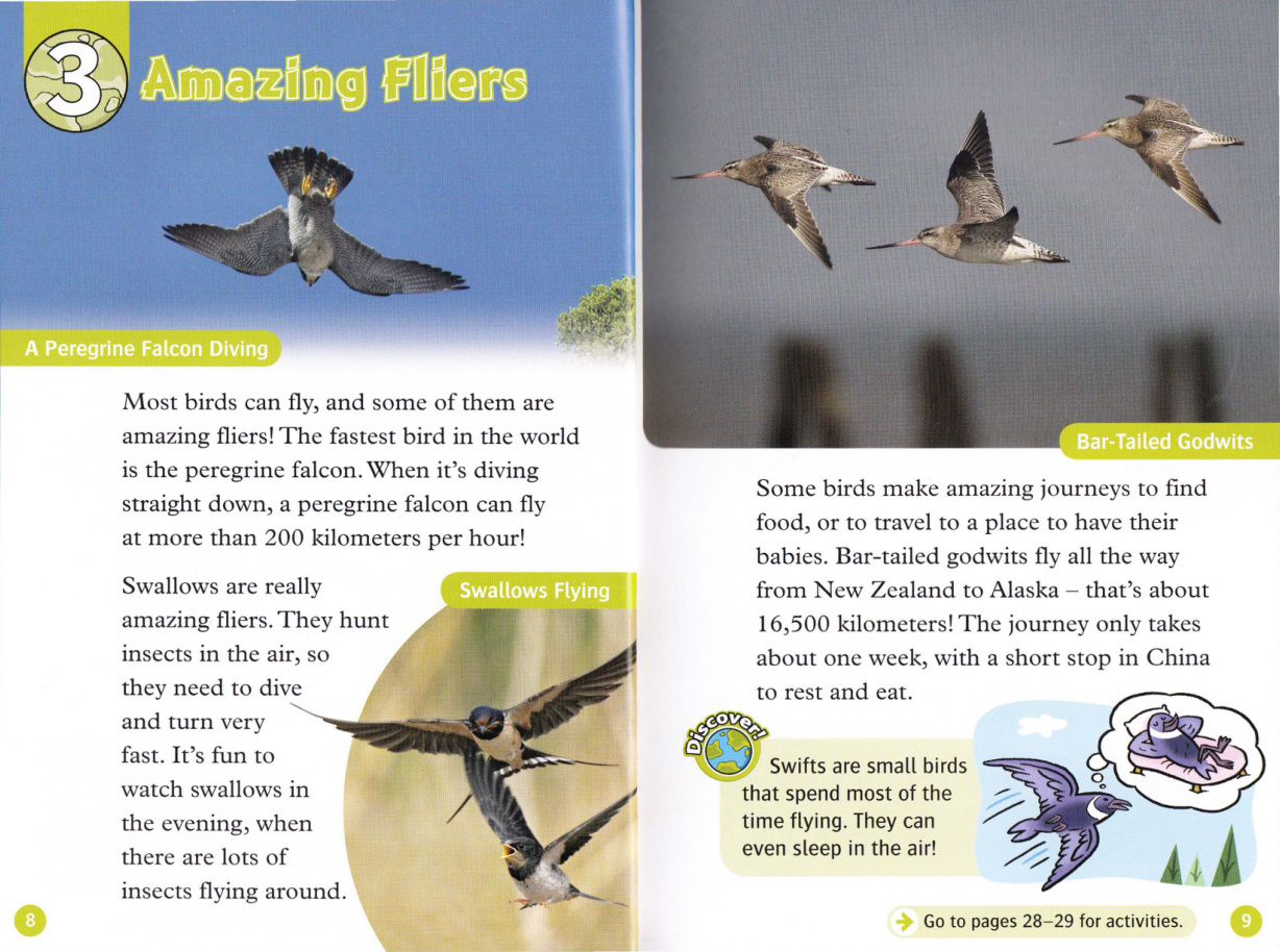 Amazing Fliers