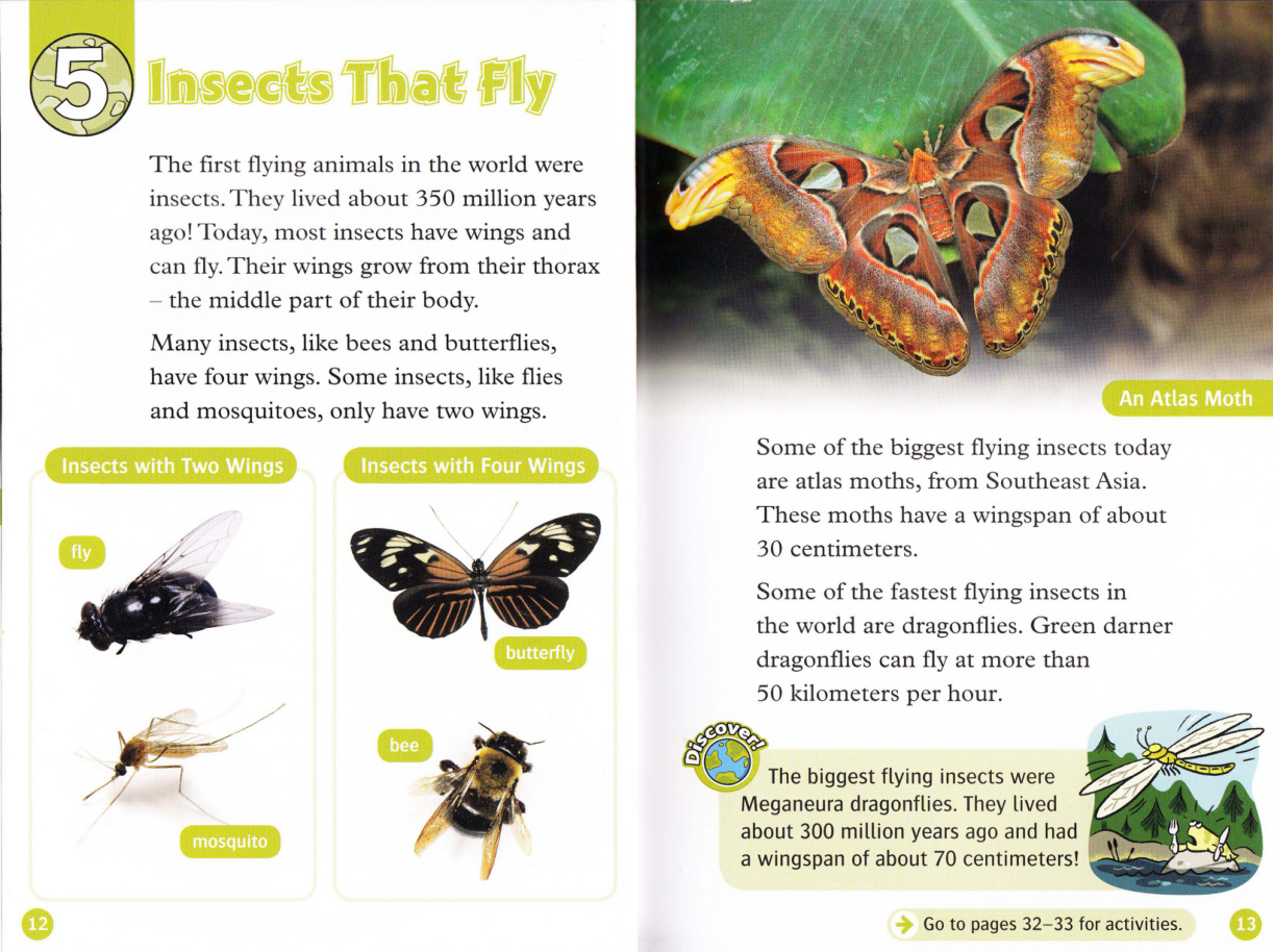 Insects That Fly