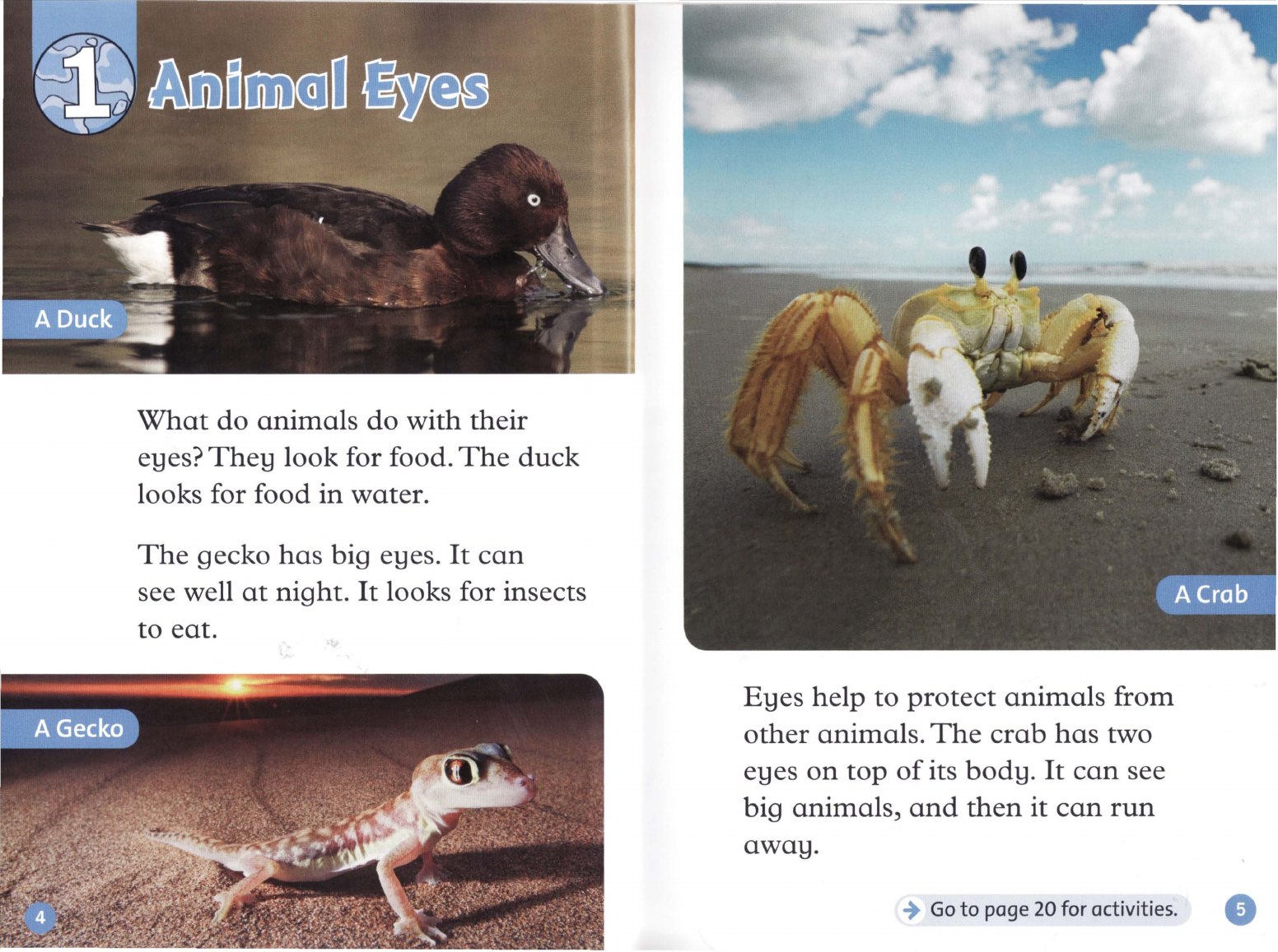 Animal Eyes