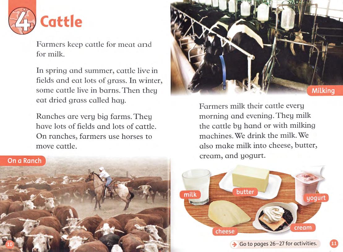 Cattle