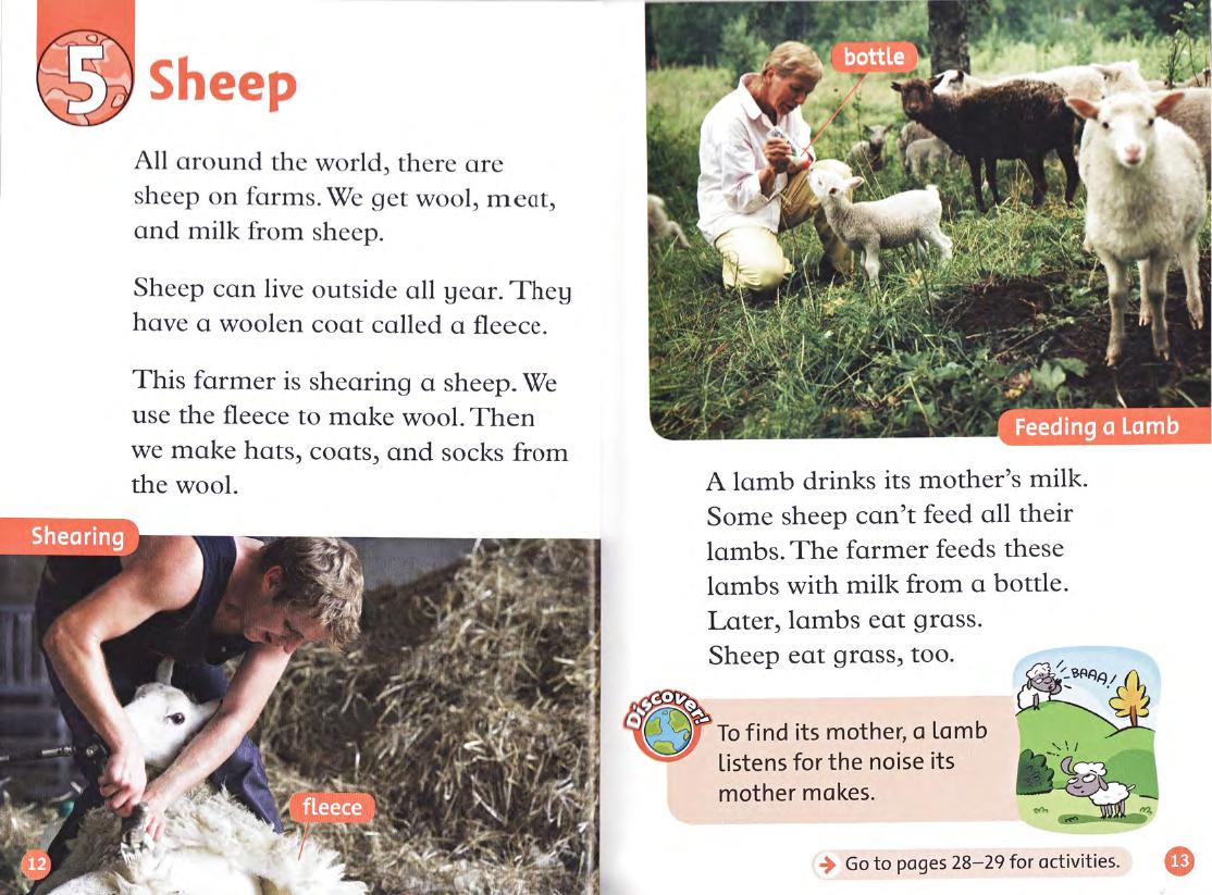 Sheep