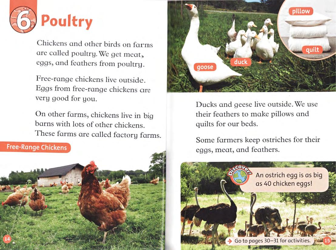 Poultry