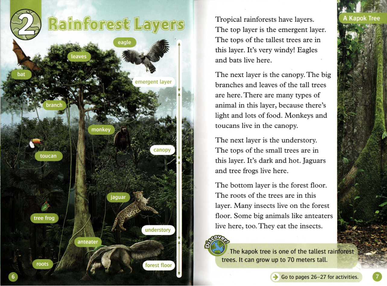 Rainforest Layers