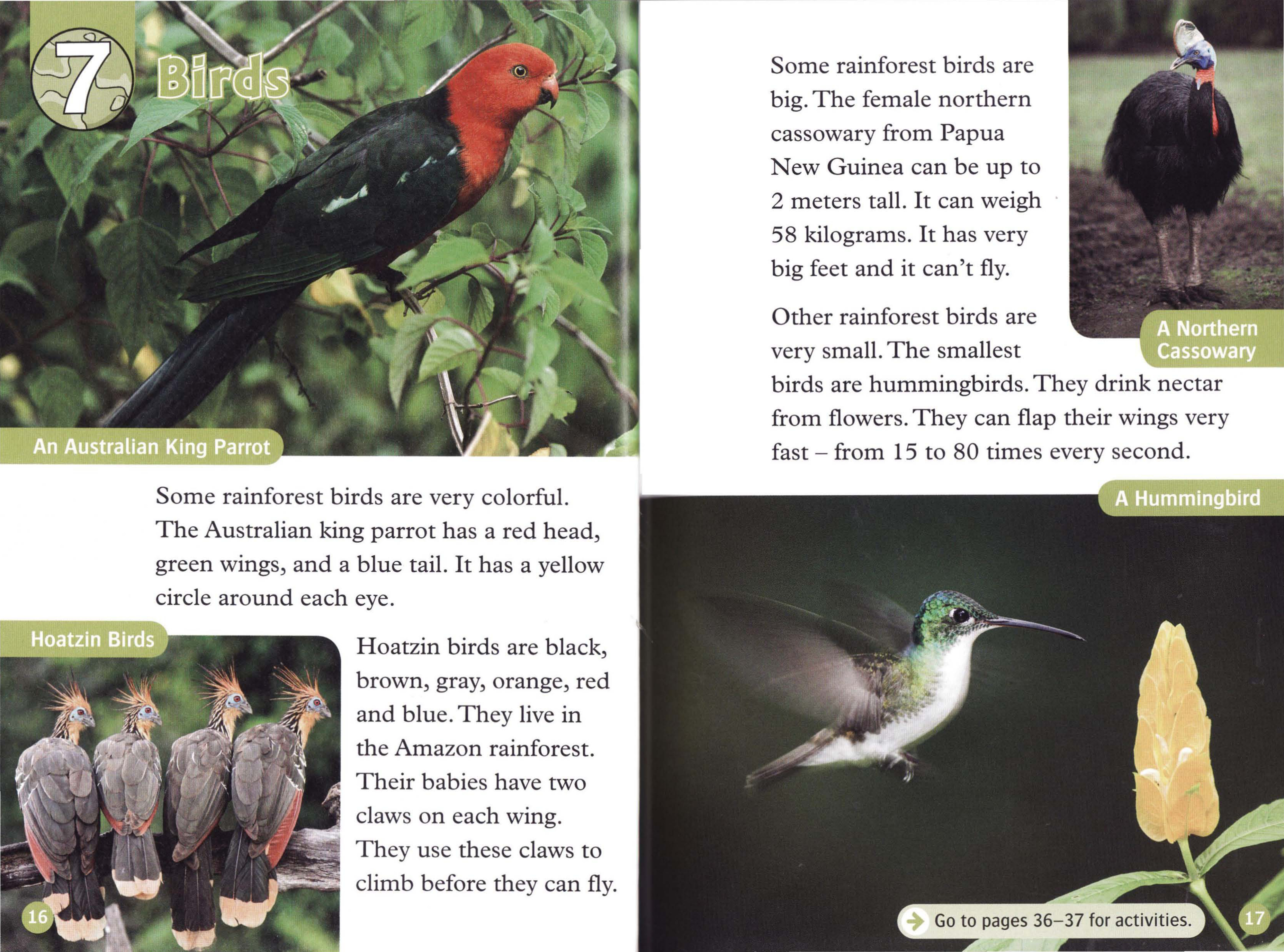 Birds