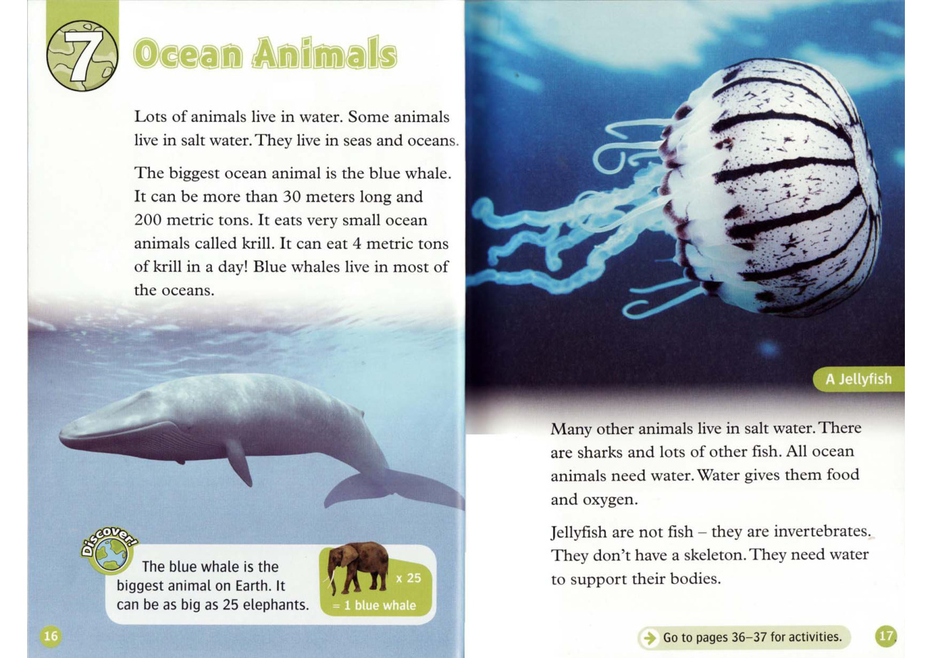 Ocean Animals
