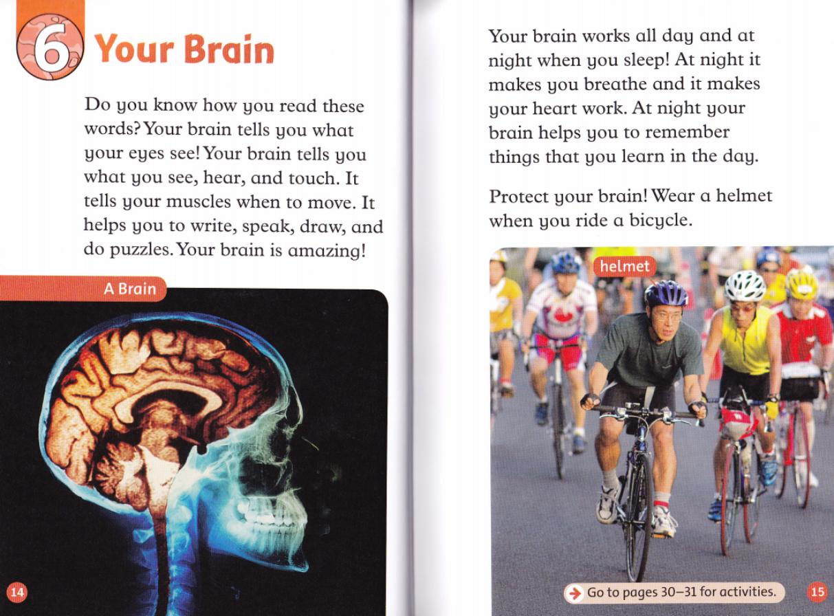 Your Brain