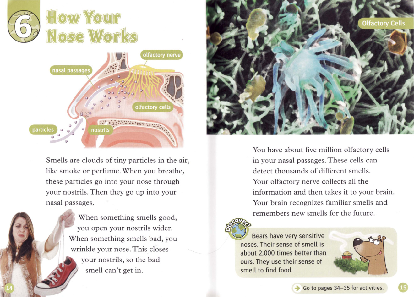 How Your Nose Works